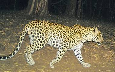 Leopard Spotted near Miyapur Metro: వామ్మో హైద‌రాబాద్ లో చిరుత సంచారం, మియాపూర్ మెట్రో స్టేషన్ వెనుక తిరుగుతోంద‌ని వార్తలు, ఫోన్ లో వీడియోలు తీసిన స్థానికులు