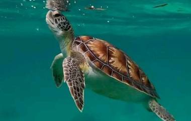 Sea Turtle Meat: సముద్ర తాబేలు మాంసం తిని 9 మంది దుర్మరణం.. 78 మందికి అస్వస్థత.. తూర్పు ఆఫ్రికాలో షాకింగ్ ఘటన