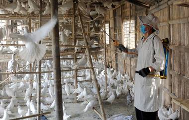 Bird Flu Alert in Telangana: కొన్ని రోజులు పాటు చికెన్ తినవద్దు, హెచ్చరికలు జారీ చేసిన తెలంగాణ ప్రభుత్వం