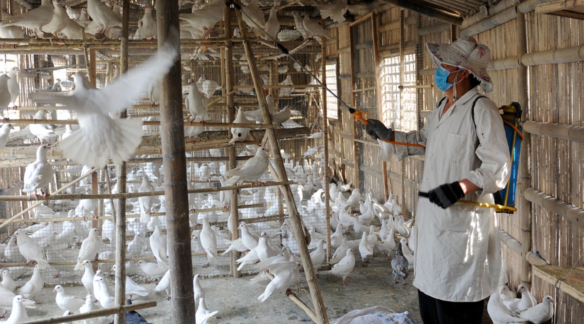 Bird Flu Outbreak in Us: వామ్మో.. బర్డ్ ఫ్లూ వైరస్ మనుషులకు కూడా వేగంగా సోకే అవకాశం, అమెరికాలో అలర్ట్ బెల్ మోగించిన శాస్త్రవేత్తలు