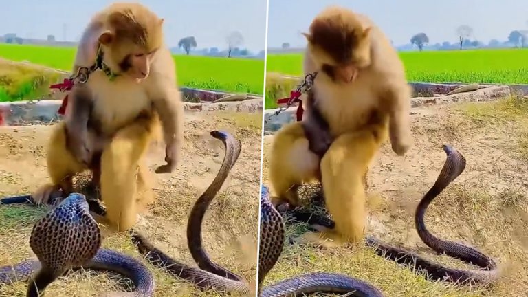 Viral Monkey-Snake Video: గొలుసుతో కట్టేసిన కోతిని కాటేయడానికి వచ్చిన ప్రమాదకర నాగుపాములు, ధైర్యంగా వాటిని ఎదుర్కున్న వానరం, వీడియో ఇదిగో..