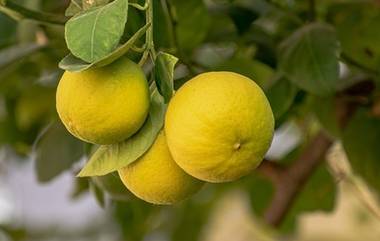 Lemon Sold for Rs 35,000: శివుడికి సమర్పించిన నిమ్మకాయను వేలంలో రూ.35 వేలకు సొంతం చేసుకున్న భక్తుడు, తమిళనాడు పఠపూశయన్‌ దేవాలయంలో వేలంపాట