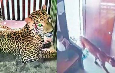 Leopard in Malegaon: బుడ్డోడు మొబైల్ గేమ్ ఆడుతుండగా ఇంట్లోకి వచ్చిన చిరుత పులి, ఆ పిల్లోడు భయపడకుండా ఏం చేశాడంటే..