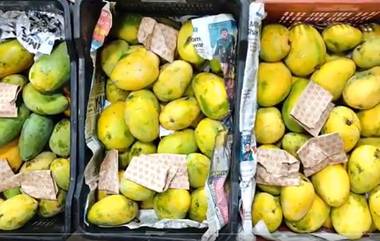 Mango Racket Busted in Hyderabad: హైదరాబాద్‌లో మామిడి పండ్ల రాకెట్ గుట్టు రట్టు, వ్యాపారుల నుంచి రూ. 12. 64 లక్షల విలువైన హానికర రసాయన పండ్లను స్వాధీనం చేసుకున్న అధికారులు