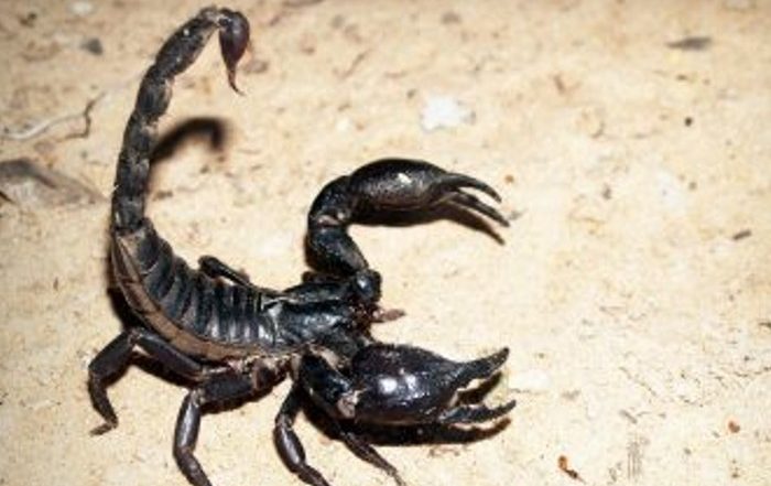Scorpion Stings Man in Testicles: రిసార్టులో నిద్రపోతుండగా ఫ్యాంట్ లోపలకు దూరి పురుషాంగాన్ని కుట్టిన తేలు, నొప్పితో కాలిఫోర్నియా వ్యక్తి విలవిల, జరిగిన నష్టంపై హోటల్‌పై కోర్టులో దావా