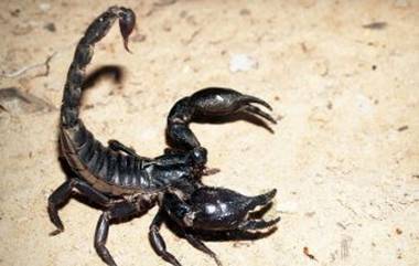 Scorpion Stings Man in Testicles: రిసార్టులో నిద్రపోతుండగా ఫ్యాంట్ లోపలకు దూరి పురుషాంగాన్ని కుట్టిన తేలు, నొప్పితో కాలిఫోర్నియా వ్యక్తి విలవిల, జరిగిన నష్టంపై హోటల్‌పై కోర్టులో దావా