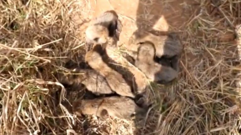 Six Cubs Born to Cheetah Gamini: ఆరు కూనలకు జన్మనిచ్చిన దక్షిణాఫ్రికా చిరుత గామిని, వీడియో షేర్ చేసిన కేంద్ర మంత్రి భూపేందర్‌ యాదవ్‌