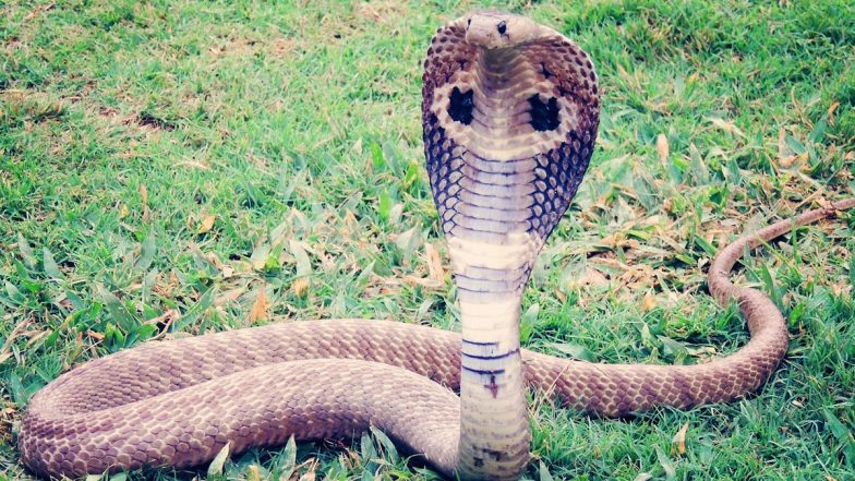 Snakebite Treatment: పాము కాటేస్తే చేయకూడని పనులు ఇవే, మార్గదర్శకాలతో కూడిన వీడియోని విడుదల చేసిన కేంద్ర ఆరోగ్య మంత్రిత్వ శాఖ