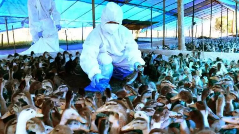 Bird flu Outbreak in Kerala: కేరళలో బర్డ్‌ ఫ్లూ కలకలం.. కోయింబత్తూరులో హై అలర్ట్‌..