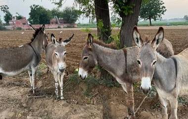 Donkey Milk: లీటర్ గాడిద పాలు రూ. 5 వేలు- రూ. 7 వేలు.. నెలకు 2 లక్షల నుంచి 3 లక్షలు సంపాదిస్తున్న గుజరాత్ యువకుడు..