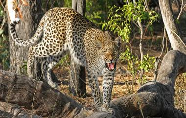 Leopard Shamshabad Airport: శంషాబాద్ ఎయిర్‌ పోర్టులో చిరుత క‌ల‌క‌లం.. విమానాశ్ర‌యం ప్రహరీ దూకి లోప‌లికి వ‌చ్చిన‌ట్లు గుర్తించిన‌ అధికారులు.. పట్టుకునేందుకు రెండు బోన్ల ఏర్పాటు