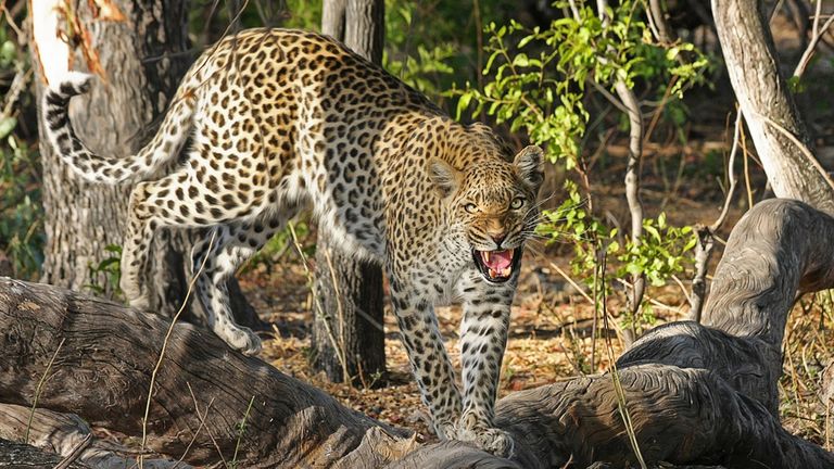 Leopards in Nizamabad: నిజామాబాద్‌ లో చిరుతల సంచారం.. పలు గ్రామాల్లో టెన్షన్‌.. టెన్షన్.. వైరల్ వీడియోలు