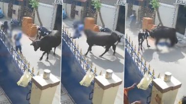 Cow Attacks Girl Video: రోడ్డు మీద వెళుతున్న స్కూలు చిన్నారిపై కొమ్ములతో దాడి చేసిన గేదె, షాకింగ్ వీడియో సోషల్ మీడియాలో వైరల్