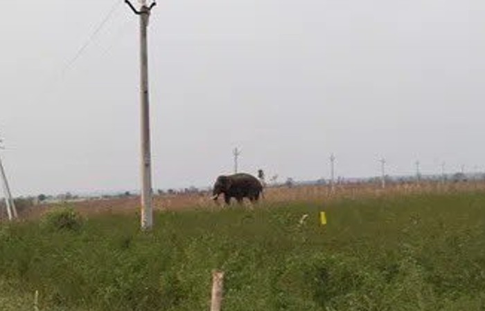 Elephant Attack on Farmer: పొల్లాల్లో రైతులపై ఏనుగు దాడి, 24 గంటల్లో ఇద్దరు అన్నదాతలు మృతి, కుమురం భీం ఆసిఫాబాద్ జిల్లాలో విషాదకర ఘటనలు