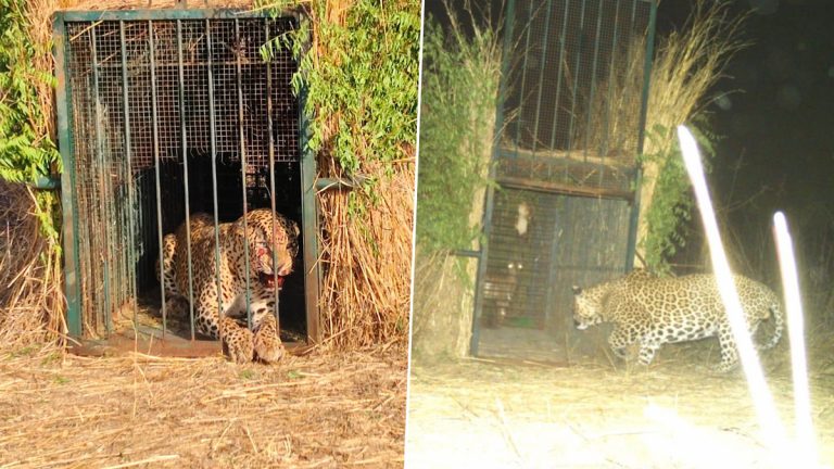 Leopard in RGIA Airport: హైదరాబాద్ విమానాశ్రయంలో కలకలం రేపిన చిరుత ఎట్టకేలకు బోనులోకి, వీడియో ఇదిగో..