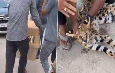 Jungle Cat Spotted in Hyd: గాజులరామారంలో చిరుతపులి పిల్లని పోలిన అడవి పిల్లి, దాంతో సెల్ఫీలు దిగి అటవీ అధికారులకు అప్పగించిన స్థానికులు