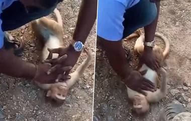 Taxi Driver Saves Monkey Life With CPR: కొన ఊపిరితో ఉన్న కోతికి సీపీఆర్ ఇచ్చి ప్రాణం కాపాడిన ట్యాక్సీ డ్రైవర్, వీడియో సోషల్ మీడియాలో వైరల్