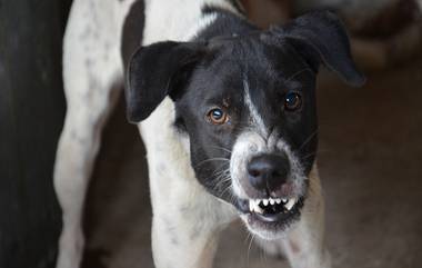 Virus From Dog: తస్మాత్ జాగ్రత్త..! కుక్కల ద్వారా చిన్నారికి వైరస్.. రాజన్న సిరిసిల్ల జిల్లాలో ఘటన