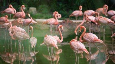 Flamingos Found Dead in Ghatkopar: వీడియో ఇదిగో, విమానం ఢీ కొని 37 ఫ్లెమింగోలు మృతి, ల్యాండింగ్‌కు ముందు పక్షులను ఢీ కొట్టిన ఈకే 508 విమానం