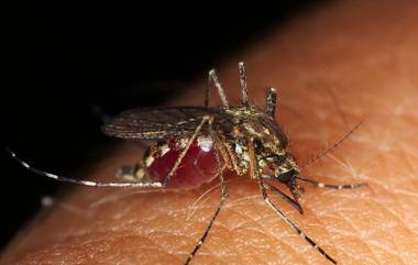 West Nile fever in Kerala: కేరళలో కొత్తగా వెస్ట్&zwnj; నైల్&zwnj; ఫీవర్&zwnj; కలవరం, గతంలో ఆరేళ బాలుడు మృతి, వైరల్&zwnj; జ్వరం లక్షణాలు ఇవిగో..