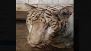 White Tiger Died: నెహ్రూ జూ పార్క్ లో రాయ‌ల్ బెంగాల్ టైగ‌ర్ మృతి, అరుదైన వ్యాధితో క‌న్నుమూసిన తెల్ల‌పులి