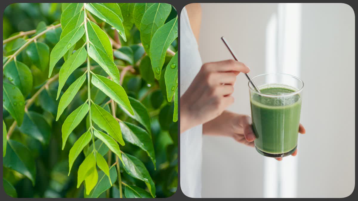 Curry Leaves benefits: కరివేపాకులో ఎన్నో ఔషధ గుణాలు, మధుమేహం కంట్రోల్‌లో రావాలన్నా, హానికరమైన ఎల్డిఎల్ తగ్గాలన్నా కరివేపాకును మించినది లేదంటే నమ్మగలరా..
