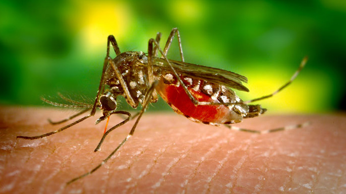 Dengue Risk Forecast: వాతావరణ మార్పులతో ముంచుకొస్తున్న డెంగీ ముప్పు.. అలర్ట్ కాకుంటే కేసులు భారీగా పెరుగుతాయంటున్న వైద్య నిపుణులు..