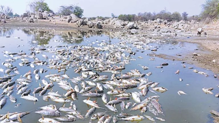 Heatwave in Telangana: వీడియో ఇదిగో, వడదెబ్బకు రెండు టన్నుల చేపలు మృతి, కన్నీటి పర్యంతం అయిన మత్స్యకారులు