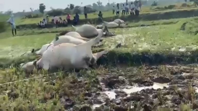 Bulls Died Due to Electric Shock: రైతన్న గుండె పగిలే వీడియో, మేతకు వెళ్లి కరెంట్ షాక్‌తో 8 కాడెడ్లు మృత్యువాత, మంగోలి గూడెంలో విషాదకర ఘటన