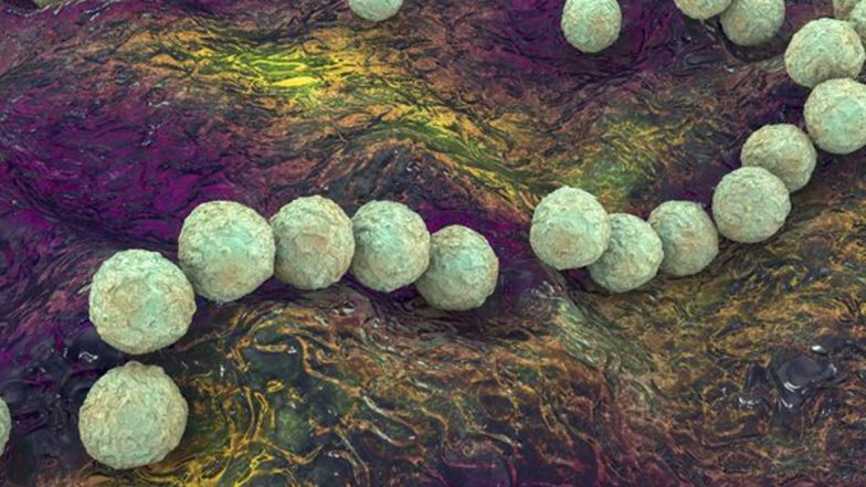 Flesh Eating Bacteria: జపాన్ ను వణికిస్తున్న మనిషి మాంసాన్ని తినే బ్యాక్టీరియా.. వ్యాధి సోకిన రెండు రోజుల్లోనే చంపేస్తున్న మహమ్మారి.. ఉదయం పాదంలో వాపును గమనిస్తే మధ్యాహ్నానికి మోకాలి వరకు వ్యాపించే డేంజరస్ బ్యాక్టీరియా.. ప్రపంచ దేశాలకూ వ్యాపించే ప్రమాదం