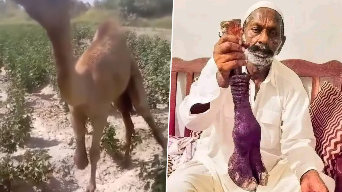 Animal Cruelty in Pakistan: పొలంలో మేస్తుందని కనికరంలేకుండా ఒంటె కాలుని నరికేసిన వ్యక్తి.. విరుచుకు పడుతున్న నెటిజన్లు.. ఎక్కడంటే?