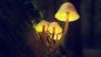 Glowing Mushrooms in Kerala Discovered: చీకటిలో ఆకుపచ్చ రంగులో మెరిసే పుట్టగొడుగులను కనుగొన్న అధికారులు, ఇంతకీ అవి అలా ఎందుకు మెరుస్తాయో తెలుసా ?