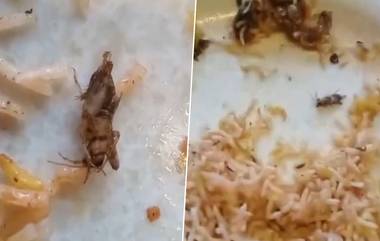 Cockroach Found in Biryani: బిర్యానీలో బొద్దింక, అడిగినందుకు మీ పెళ్ళాం వండితే రాదా అని హోటల్ యజమాని దురుసు సమాధానం, వీడియో ఇదిగో..