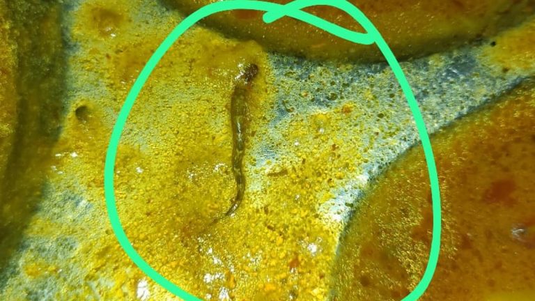 Dead Snake Found in Food: దారుణం, కాలేజీలో విద్యార్థులు తినే క్యాంటీన్ ఫుడ్‌లో చనిపోయిన పాము, 11 మంది వాంతులతో ఆస్పత్రి పాలు..