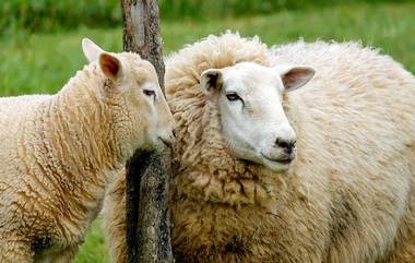 Telangana Sheep Distribution Scam: గొర్రెల పంపిణీ పథకం స్కాంలో కీలక మలుపు, ఏసీబీతో పాటు రంగంలోకి దిగిన ఈడీ, మనీలాండరింగ్‌ నిరోధక చట్టం కింద విచారణ