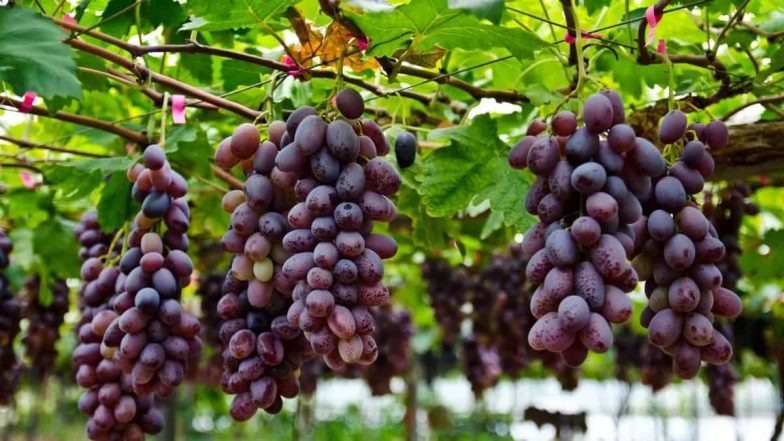 Health Tips: ద్రాక్ష రసం తాగుతున్నారా... ఈ 7 జబ్బులు ఉన్నవారు తాగితే సైడ్ ఎఫెక్ట్స్ తప్పవు...